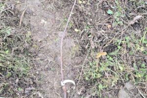 Pepiniera Pomicola Bors