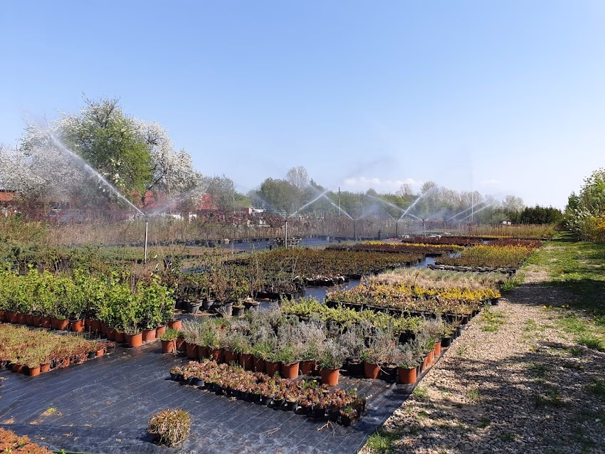 Pepiniera Silvică Salcea