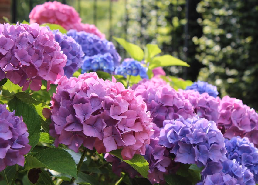 Pepiniera Turturesti Neamt Producator Dragoș