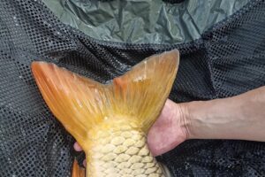 Pescaria Sacoșul Turcesc