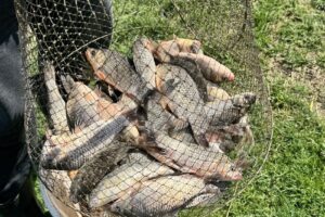 Pescuit Sportiv Iaz Valea Oilor