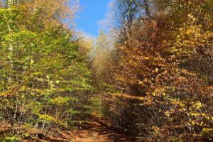 Peștera Râșnoavei