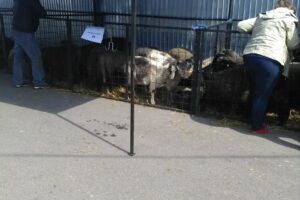 Piața Apărătorii Patriei