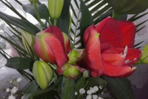 Piata Liliesti Blocuri