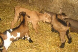 Piața Online În Vrancea