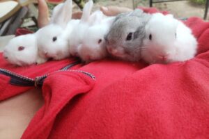 Piese Auto Tărlungeni