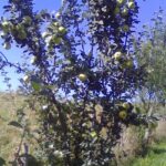 Plaiuri