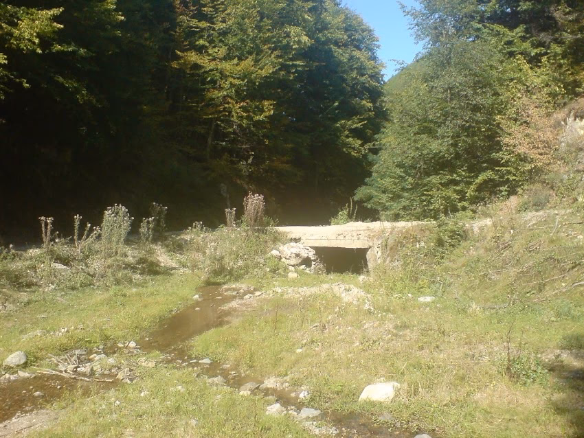 Plaiuri