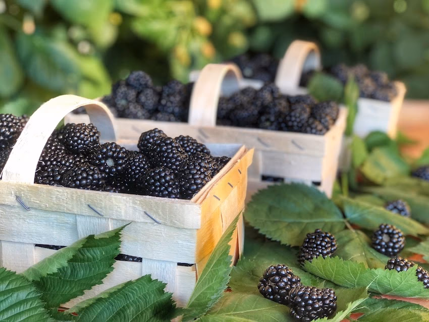 Plantație Mure Ocna Șugatag