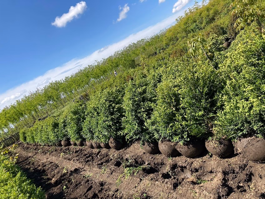Plantează Ltd