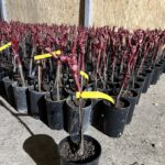 Plantogal Srl Pomi fructiferi