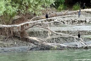 Plimbare Dunare Galati Giv Boats