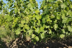 Podgoria Dealul Bujorului