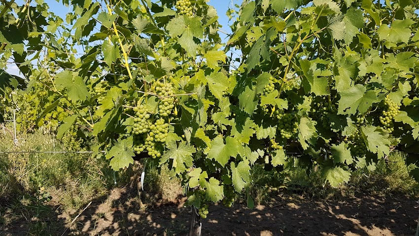 Podgoria Dealul Bujorului