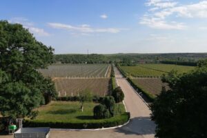 Podgoria Murfatlar Crama Statiunea Murfatlar