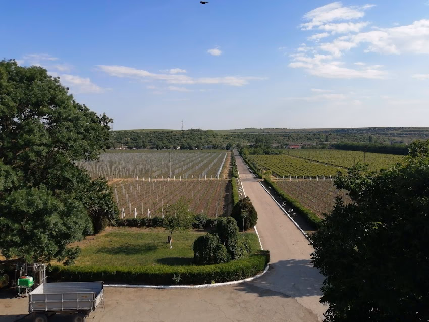 Podgoria Murfatlar Crama Statiunea Murfatlar