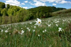 Poiana cu Narcise de la Negrileasa