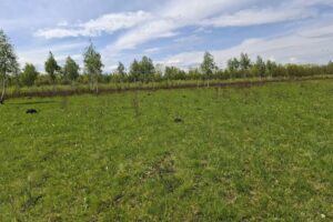 Poiana cu Narcise Zervești