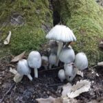 Posta Romana Ciumarna