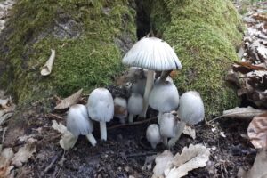 Posta Romana Ciumarna