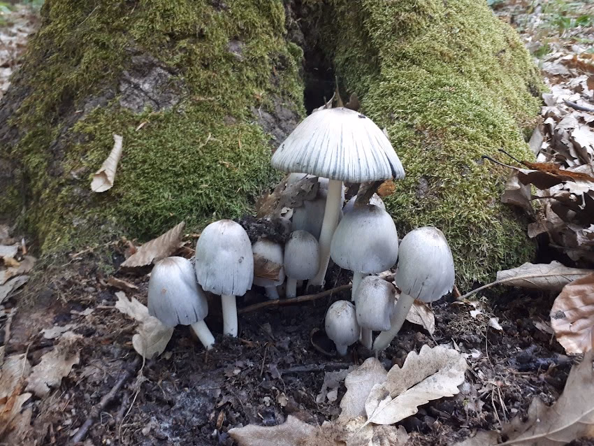 Posta Romana Ciumarna