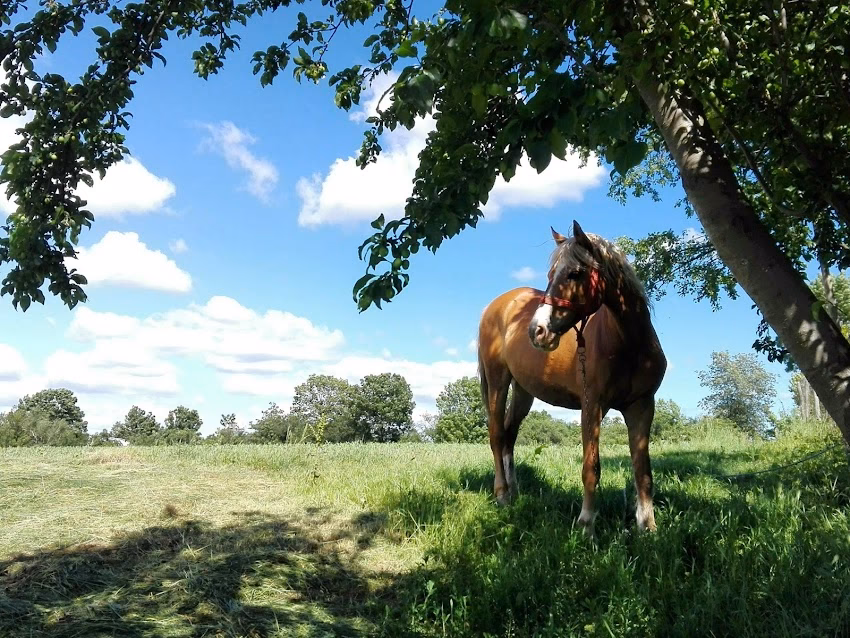 PotcoavaFălcoeni