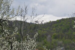 Primăria Albeștii de Muscel