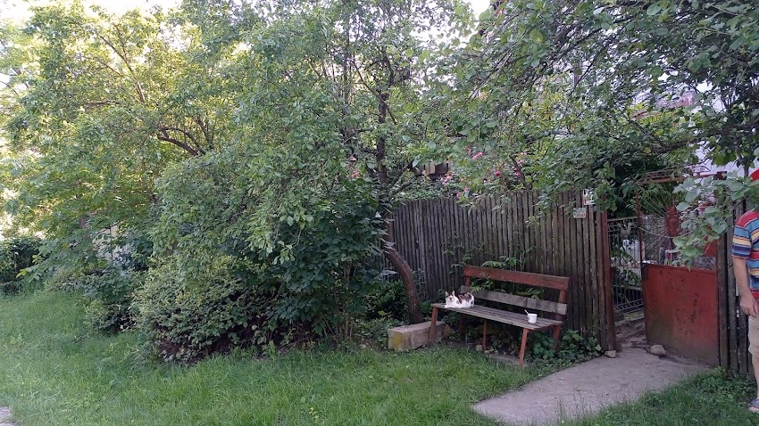 Primăria Bălănești