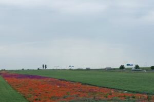 Primăria Brăneşti