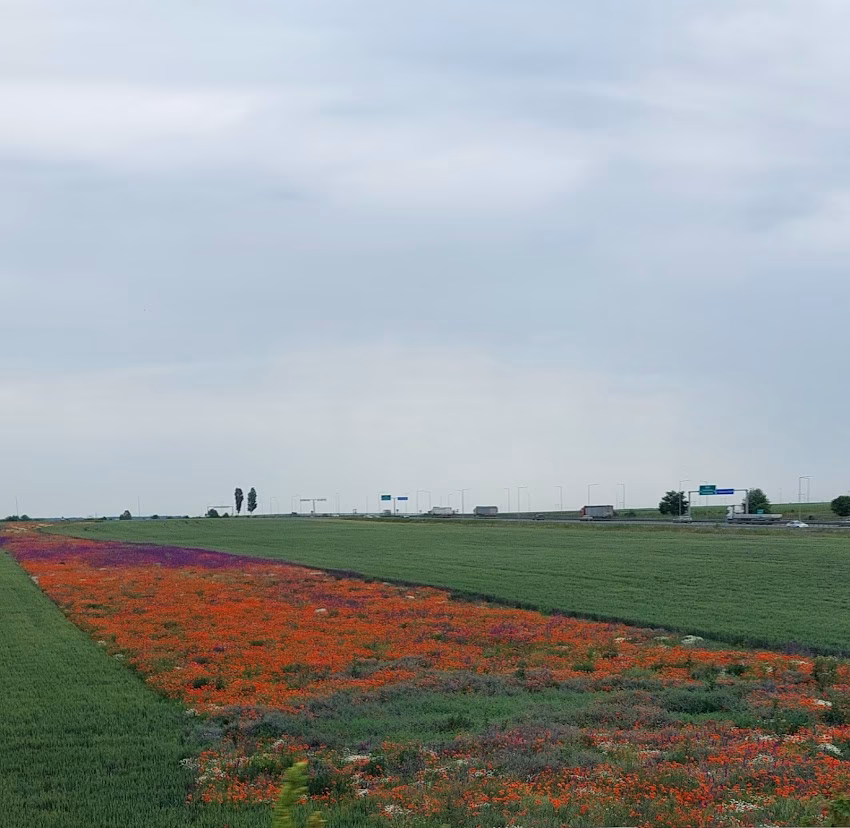 Primăria Brăneşti