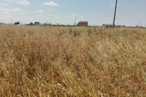 Primăria Buturugeni