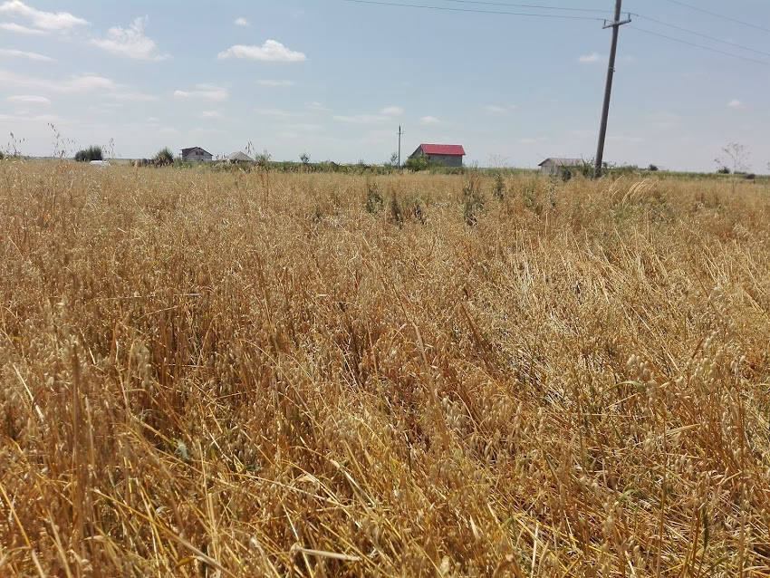 Primăria Buturugeni