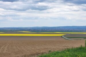 Primăria Comunei Trifești