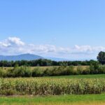 Primăria General Berthelot