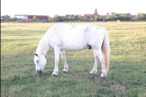 Primăria Mănăștiur