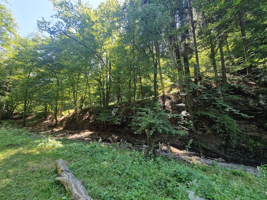 Primăria Municipiului Piatra Neamț