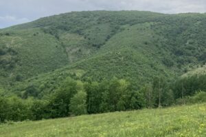 Primăria ObârșiaClosani