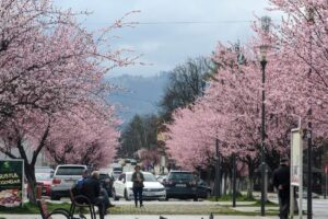 Primăria Petroșani