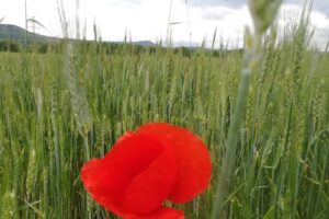 Primăria Râu de Mori