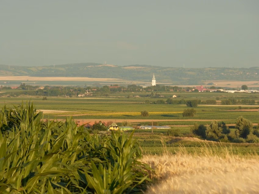 Primăria Roșiori