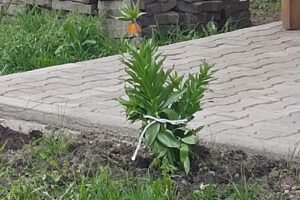 Primăria Sacoșu Turcesc