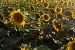 Primăria Santa Mare