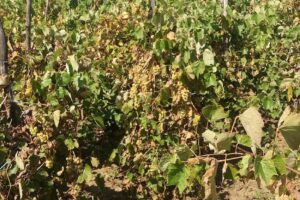 Primăria Silivașu de Câmpie