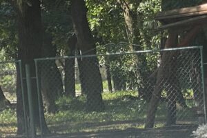 Primăria Țibăneşti