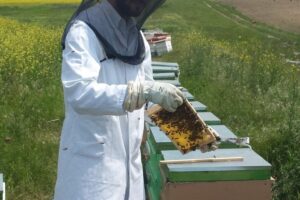 Prisaca Moisei Sediu