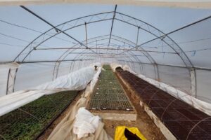 Producator Rasaduri Catunu Cornesti