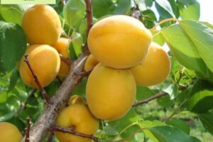 Randunica Magdalenaiuliana