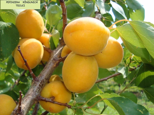 Randunica Magdalenaiuliana