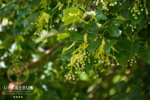 Restaurant Medieval Unglerus