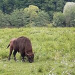 Rezervația de zimbri și faună carpatină Dragoș Vodă